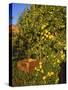 Anjou Pears-Steve Terrill-Stretched Canvas