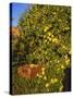 Anjou Pears-Steve Terrill-Stretched Canvas