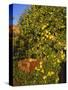 Anjou Pears-Steve Terrill-Stretched Canvas