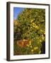 Anjou Pears-Steve Terrill-Framed Photographic Print