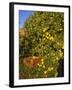Anjou Pears-Steve Terrill-Framed Photographic Print