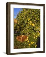 Anjou Pears-Steve Terrill-Framed Photographic Print