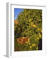 Anjou Pears-Steve Terrill-Framed Photographic Print