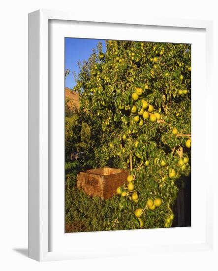 Anjou Pears-Steve Terrill-Framed Photographic Print