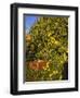 Anjou Pears-Steve Terrill-Framed Photographic Print