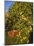 Anjou Pears-Steve Terrill-Mounted Photographic Print