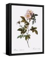 Anjou Rose-Pierre Joseph Redoute-Framed Stretched Canvas