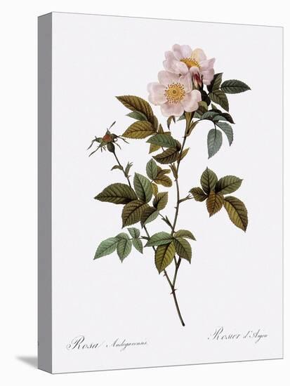 Anjou Rose-Pierre Joseph Redoute-Stretched Canvas