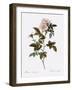 Anjou Rose-Pierre Joseph Redoute-Framed Giclee Print