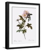 Anjou Rose-Pierre Joseph Redoute-Framed Giclee Print