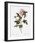 Anjou Rose-Pierre Joseph Redoute-Framed Giclee Print