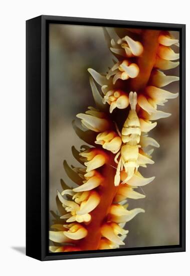 Anker's Whip Coral Shrimp-Hal Beral-Framed Stretched Canvas