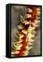 Anker's Whip Coral Shrimp-Hal Beral-Framed Stretched Canvas