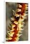 Anker's Whip Coral Shrimp-Hal Beral-Framed Premium Photographic Print