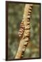 Anker's Whip Coral Shrimp-Hal Beral-Framed Premium Photographic Print