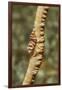 Anker's Whip Coral Shrimp-Hal Beral-Framed Premium Photographic Print