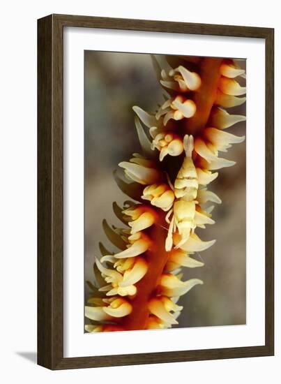 Anker's Whip Coral Shrimp-Hal Beral-Framed Photographic Print