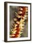 Anker's Whip Coral Shrimp-Hal Beral-Framed Photographic Print