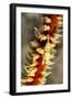 Anker's Whip Coral Shrimp-Hal Beral-Framed Photographic Print