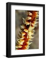 Anker's Whip Coral Shrimp-Hal Beral-Framed Photographic Print