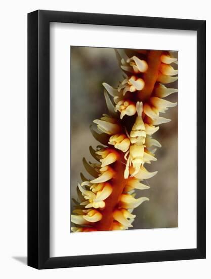 Anker's Whip Coral Shrimp-Hal Beral-Framed Photographic Print