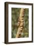 Anker's Whip Coral Shrimp-Hal Beral-Framed Photographic Print