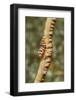 Anker's Whip Coral Shrimp-Hal Beral-Framed Photographic Print