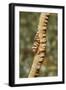 Anker's Whip Coral Shrimp-Hal Beral-Framed Photographic Print