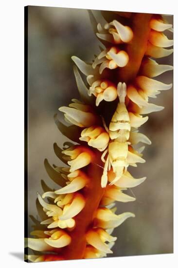 Anker's Whip Coral Shrimp-Hal Beral-Stretched Canvas