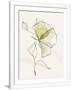Gramercy White