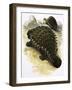 Ankylosaurus-Francis Phillipps-Framed Giclee Print