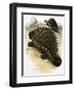 Ankylosaurus-Francis Phillipps-Framed Giclee Print