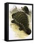 Ankylosaurus-Francis Phillipps-Framed Stretched Canvas