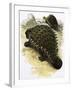 Ankylosaurus-Francis Phillipps-Framed Giclee Print