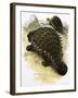 Ankylosaurus-Francis Phillipps-Framed Giclee Print