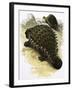 Ankylosaurus-Francis Phillipps-Framed Giclee Print