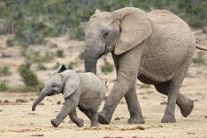 African Elephant (Loxodonta Africana) and Calf, Running to Water, Addo Elephant National Park-Ann and Steve Toon-Photographic Print