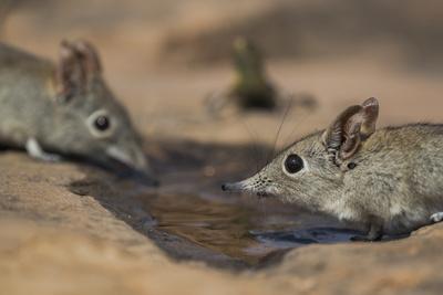 Eastern rock elephant shrews (Elephantulus myurus) drinking, Tuli Game Reserve, Botswana