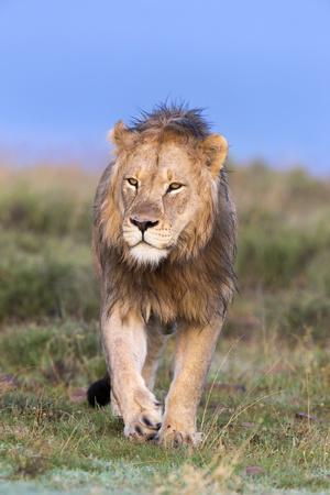Lion (Panthera Leo) on Patrol, Mountain Zebra National Park, Eastern Cape, South Africa, Africa