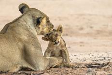 Lioness (Panthera leo) grooming cub, Kgalagadi Transfrontier Park, South Africa-Ann and Steve Toon-Photographic Print