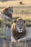 Lions (Panthera Leo), Mountain Zebra National Park, Eastern Cape, South Africa, Africa-Ann and Steve Toon-Photographic Print