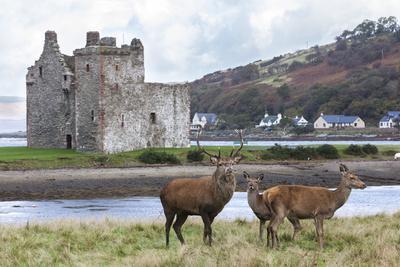 Red Deer, Lochranza, Isle of Arran, Scotland, United Kingdom, Europe