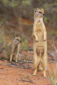 Yellow Mongoose Cynictis Penicillata Kgalagadi Transfrontier Park 