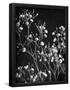 Essential Black