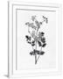 Gramercy White