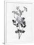 Gramercy White