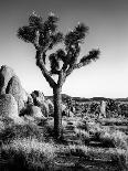 USA, California, Joshua Tree National Park at Hidden Valley-Ann Collins-Stretched Canvas
