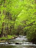 USA, North Carolina, Great Smoky Mountains National Park, Straight Fork Flows Through Forest-Ann Collins-Photographic Print