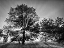 USA, California, Joshua Tree National Park at Hidden Valley-Ann Collins-Photographic Print