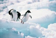 Adelie Penguins (Pygoscelis Adeliae) Antarctica-Ann Manner-Framed Stretched Canvas